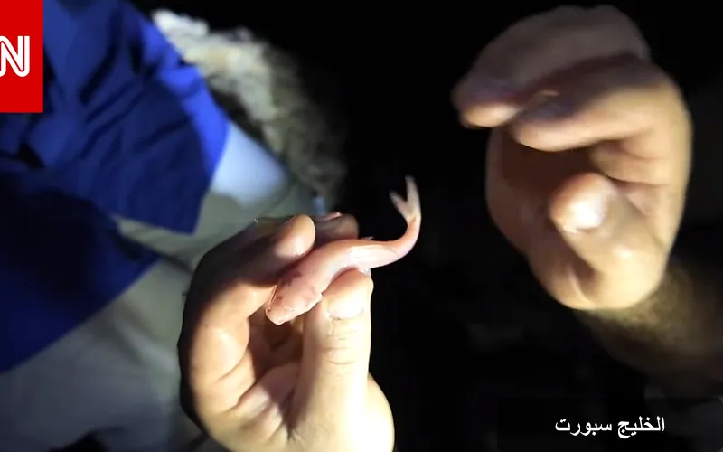 اكتشاف مذهل لأسماك عمياء في كهف بصحراء العراق: الحقيقة وراء الفيديو الشهير