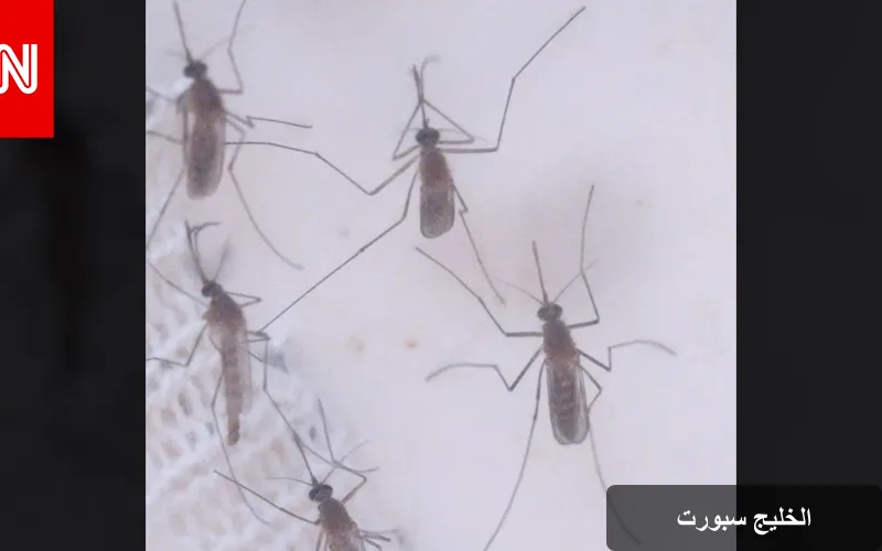 استراتيجيات فعالة لإبعاد البعوض وحماية صحتك في المنزل