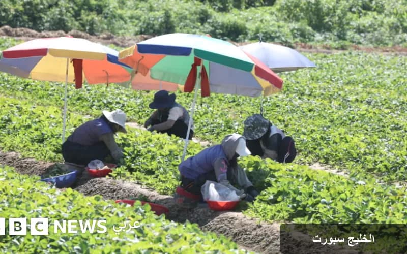 موجة حر قياسية تضرب آسيا وتؤثر على المحاصيل الزراعية بشكل كارثي