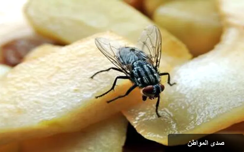 تحذيرات صحية: الأطعمة التي يجب التخلص منها فور ملامستها للذباب