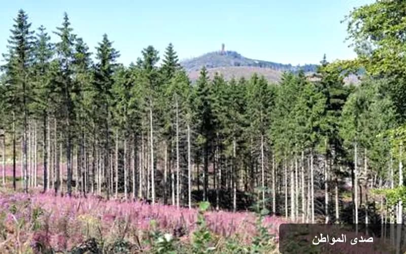 تحطم مروحية في جبال هارتس: تفاصيل الحادث وأثره على البيئة