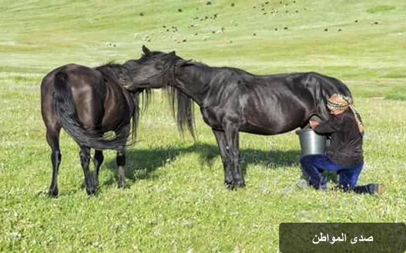 حليب الفرس: العلاج الطبيعي الذي قد يقي الأمعاء من الالتهابات المزمنة