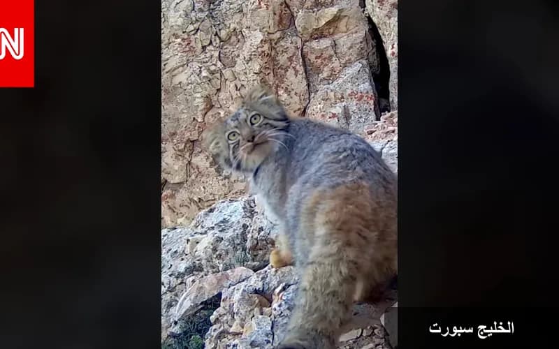 السنّور المغولي: لقطات نادرة تكشف عن حياة القط الغامض في جبال إيران