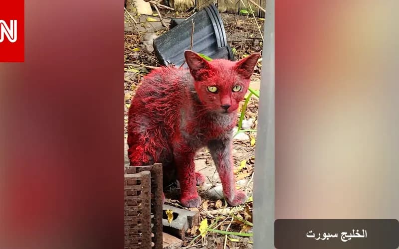 قطة حمراء غامضة تثير تساؤلات في تكساس وتحذيرات من الاقتراب منها