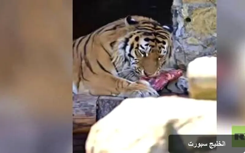 نمر آمور النادر في موسكو: مشاهد فريدة من حديقة الحيوانات