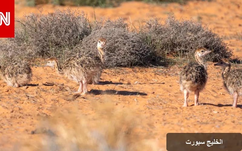 نجاح ملحوظ في إعادة توطين النعام ذي الرقبة الحمراء في محمية الإمام تركي