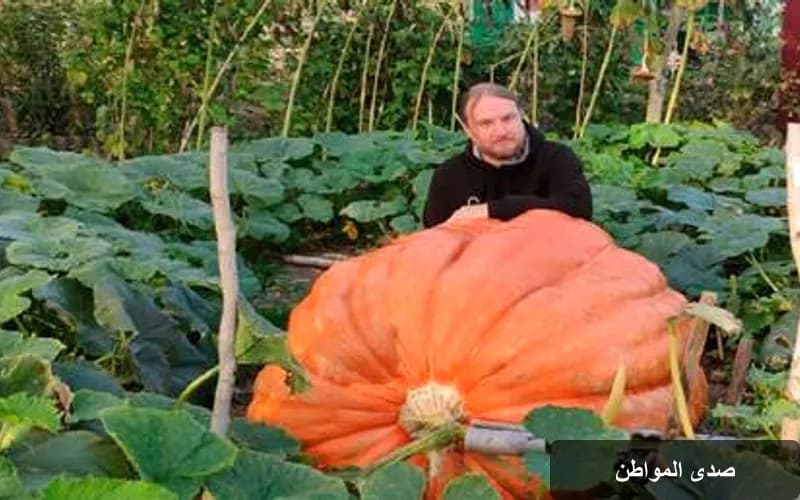 بستاني روسي يحقق رقماً قياسياً بزراعة يقطينة عملاقة تزن 360 كيلوغراماً