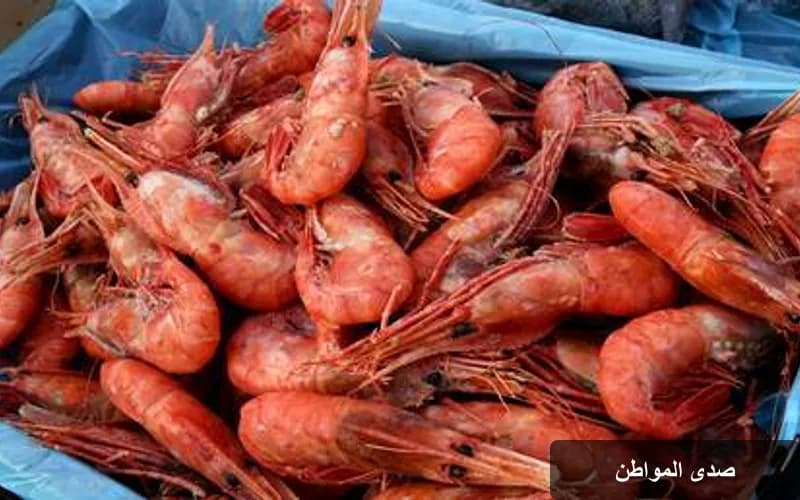 ارتفاع صادرات الجمبري الروسي: 17% زيادة في النصف الأول من 2026