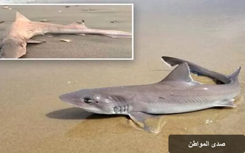ظاهرة غريبة: العثور على 30 سمكة قرش نافقة على شاطئ نيوجيرسي