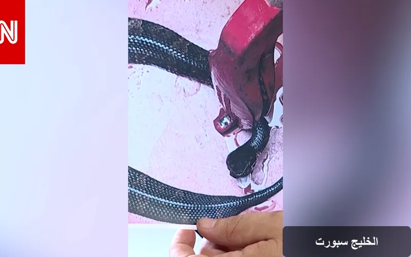 حادثة غريبة: ثعبان سام يُكتشف داخل خوذة لاعب كرة القدم في أركنساس