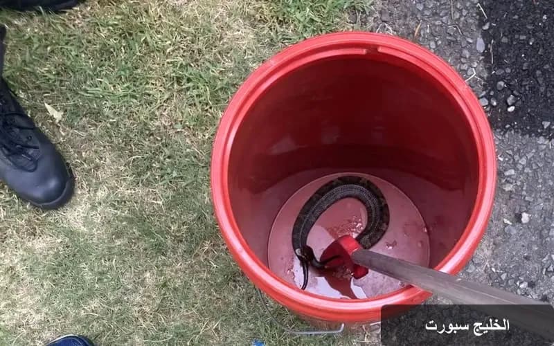 لحظات رعب في ملعب التدريب: ثعبان سام يخطف أنفاس لاعب كرة أمريكي