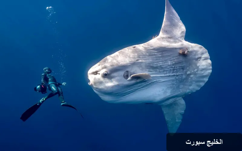 صور مدهشة تتنافس على جائزة مصور المحيطات 2026: رحلة إلى أعماق البحر