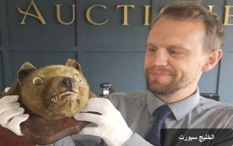 من 50 جنيهاً إلى 50 ألفاً: قصة نادرة لرأس نمر تساماني محنط