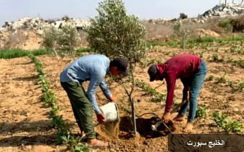 مبادرة إنسانية من تونس لإعادة تشجير غزة وتحقيق الأمن الغذائي