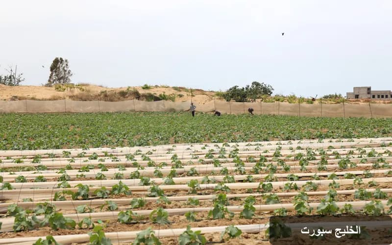 الأمم المتحدة تحذر: 97% من أراضي غزة الزراعية تضررت بشدة بسبب النزاع المستمر