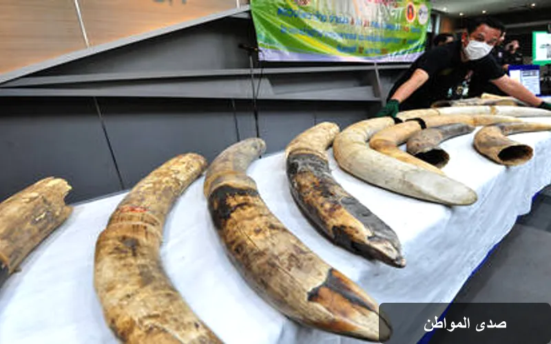 فيتنام تضبط شحنة ضخمة من عاج الفيلة: خطوة حاسمة في مكافحة الاتجار غير المشروع