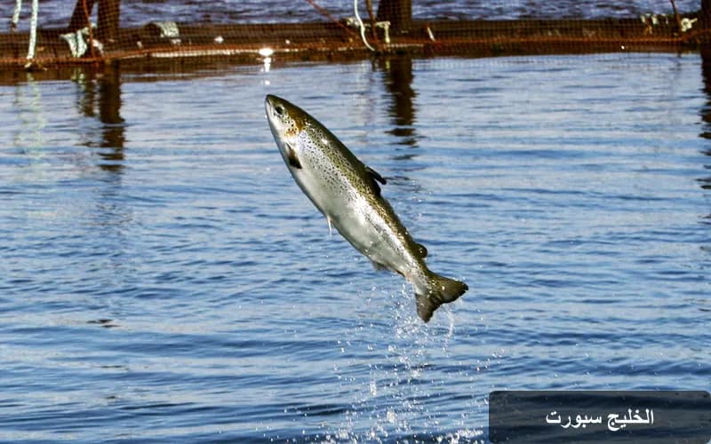 ظهور سمكة واهو بعد 43 عاماً: تنبيه بيئي خطير على سواحل أمريكا الجنوبية